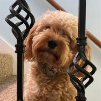 Modern Vet ico
