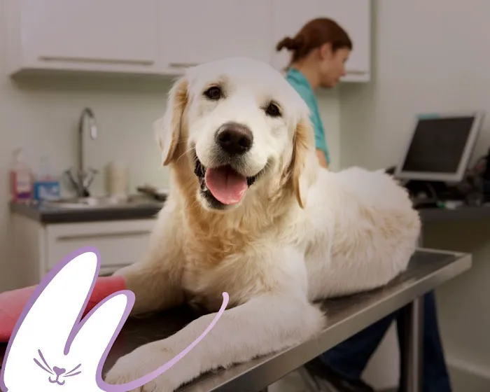 Modern Vet 9