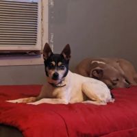 Robertson County Animal Clinic, P.C. ico