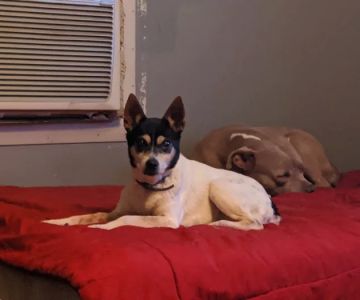 Robertson County Animal Clinic, P.C.