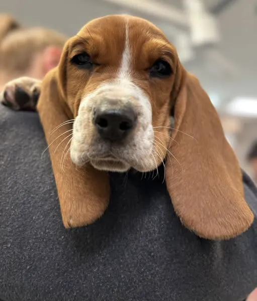 Animal Care Center of Somerset 12