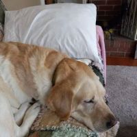 Animal Care Center of Somerset ico