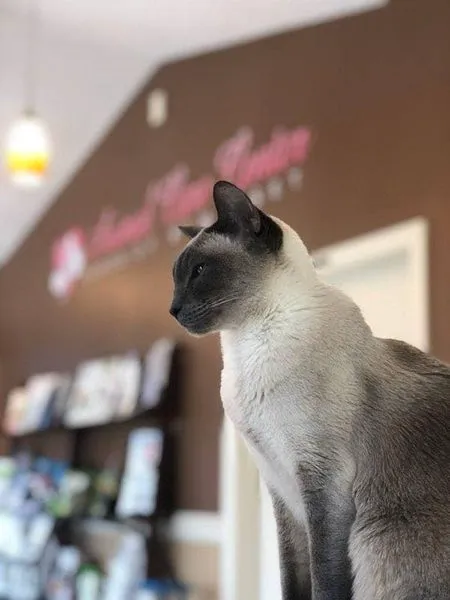 Animal Care Center of Somerset 12