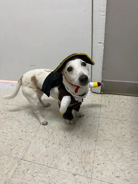 Animal Care Center of Somerset 12