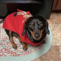 Midway Veterinary Hospital ico