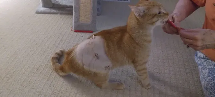 Cumberland Animal Hospital 12