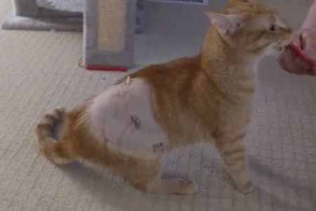 Cumberland Animal Hospital
