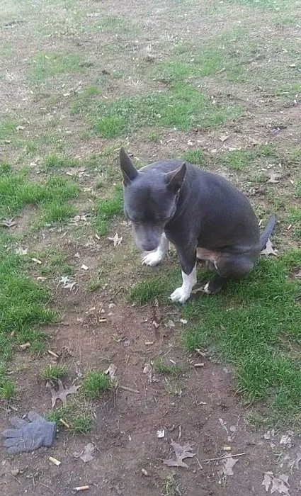 Cumberland Animal Hospital 12