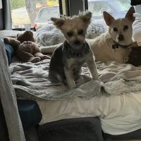 Travis Country Veterinary Hospital ico