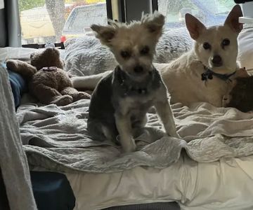 Travis Country Veterinary Hospital