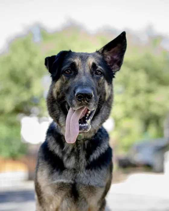 Travis Country Veterinary Hospital 2