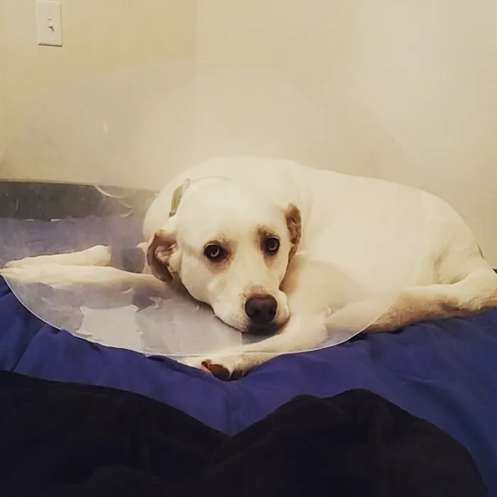 Travis Country Veterinary Hospital 5