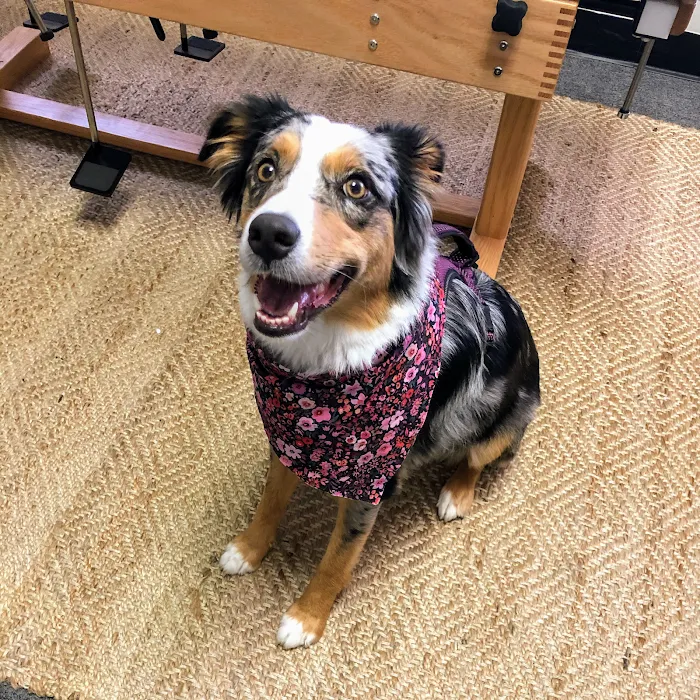 Austin Animal Chiropractic 8