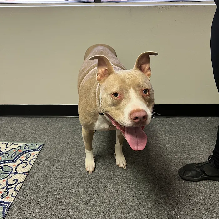 Austin Animal Chiropractic 9