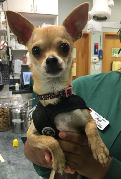Brodie Animal Hospital 1