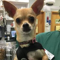 Brodie Animal Hospital ico