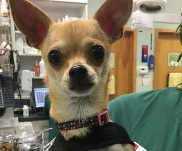 Brodie Animal Hospital