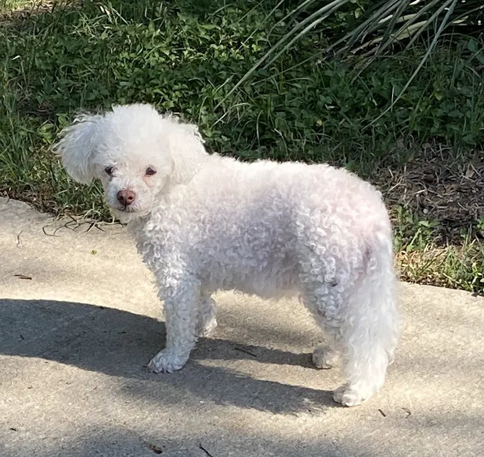 Brodie Animal Hospital 6