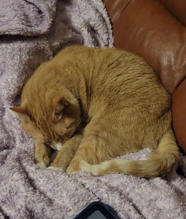 Love Pet Hospital 5