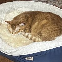 Love Pet Hospital ico