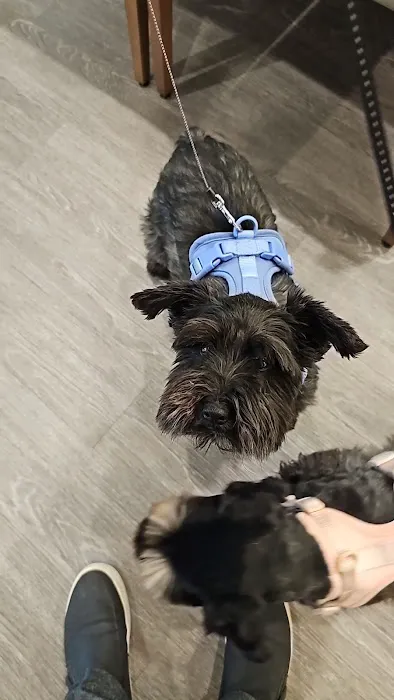 VCA Tanglewood Animal Hospital 2