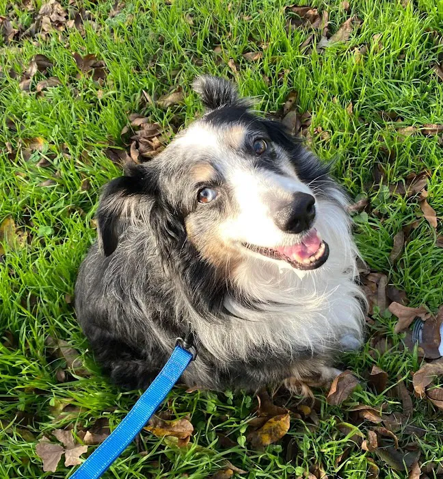 VCA Tanglewood Animal Hospital 1
