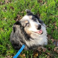 VCA Tanglewood Animal Hospital ico
