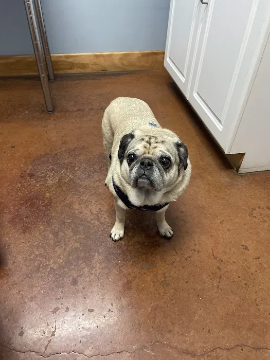 VCA Tanglewood Animal Hospital 5