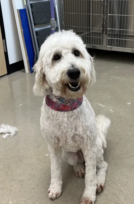 Liberty Hill Veterinary Wellness 1