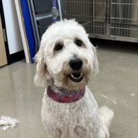 Liberty Hill Veterinary Wellness ico