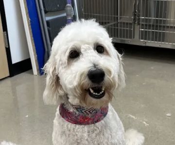 Liberty Hill Veterinary Wellness