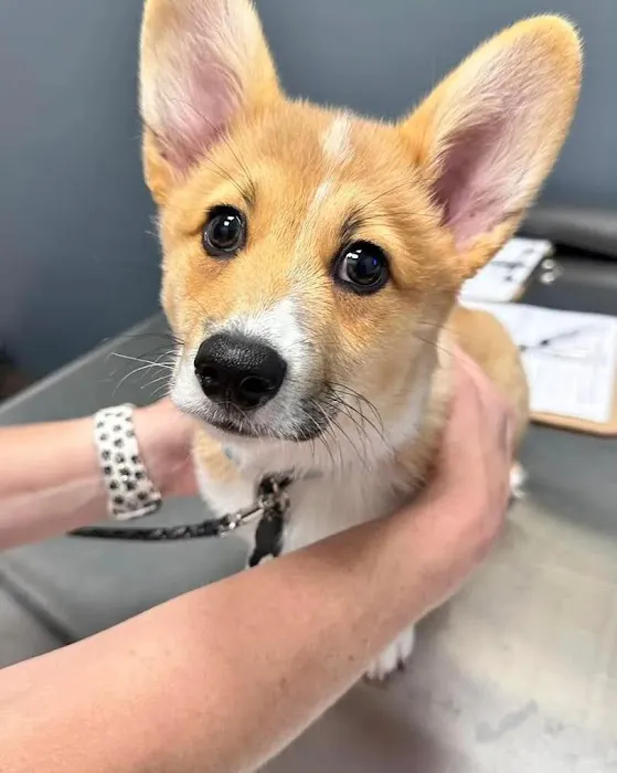 Liberty Hill Animal Hospital 4