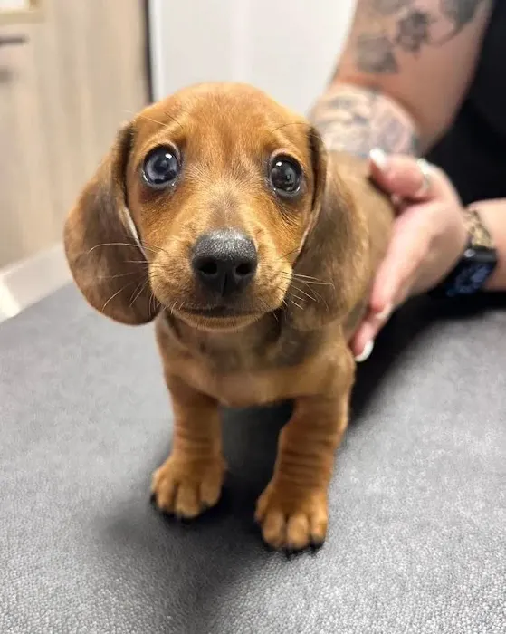 Liberty Hill Animal Hospital 7