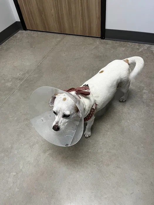 Pointe 183 Animal Hospital & Urgent Care 1