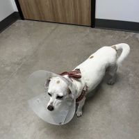 Pointe 183 Animal Hospital & Urgent Care ico