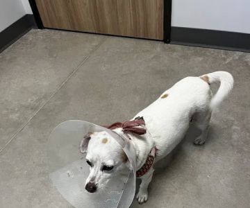 Pointe 183 Animal Hospital & Urgent Care