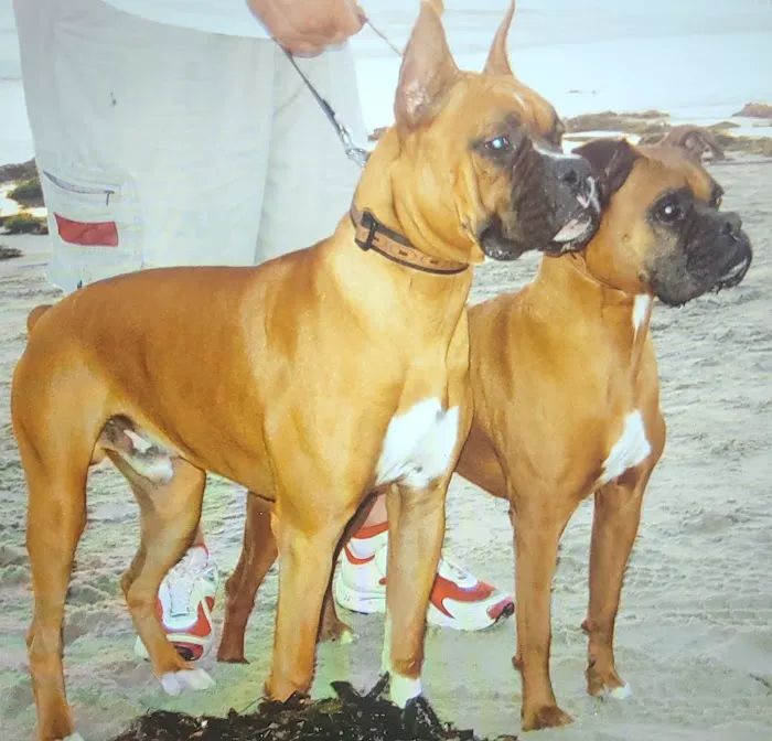South San Gabriel Animal Clinic 4