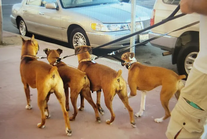 South San Gabriel Animal Clinic 3