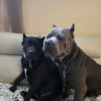 South San Gabriel Animal Clinic ico