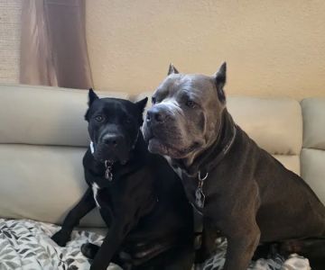 South San Gabriel Animal Clinic