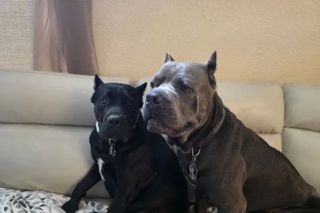 South San Gabriel Animal Clinic