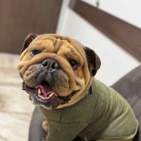 Mercy Veterinary Hospital ico