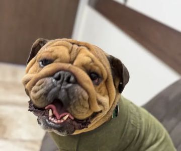 Mercy Veterinary Hospital