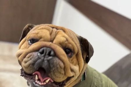 Mercy Veterinary Hospital