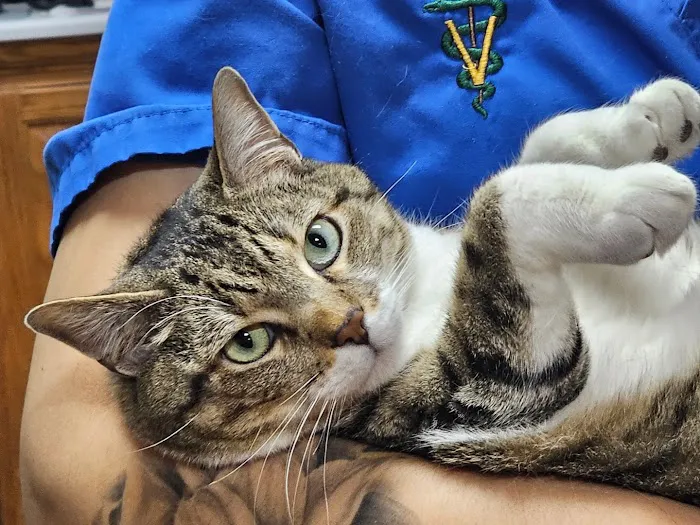 Castlerock Pet Hospital 6