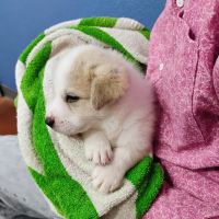 Castlerock Pet Hospital ico