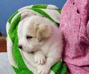 Castlerock Pet Hospital