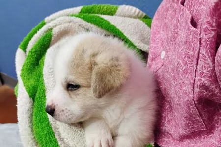 Castlerock Pet Hospital