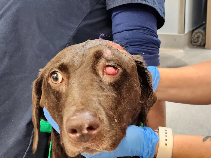 Emergency Animal Hospital of Crystal Falls 5
