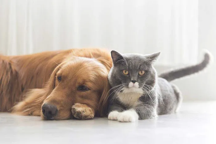 Emergency Animal Hospital of Crystal Falls 2